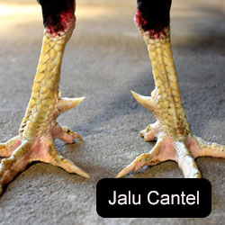 Jalu Cantel