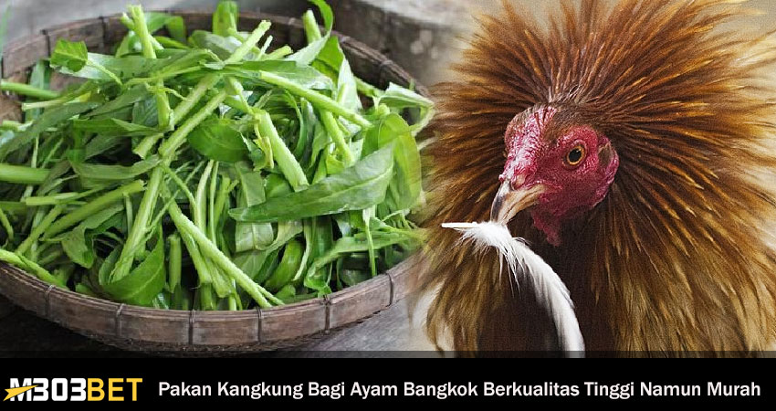 Pakan Kangkung Bagi Ayam Bangkok